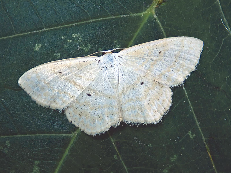 Geometridae da identificare